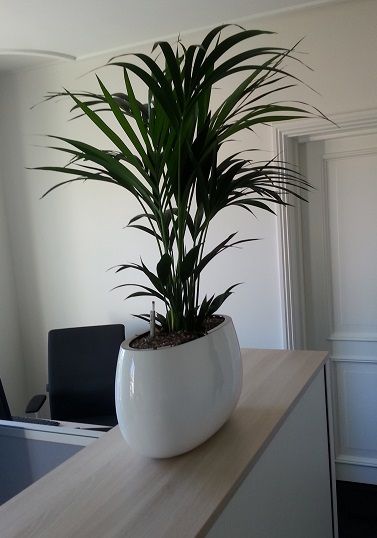 Plant in kantoor