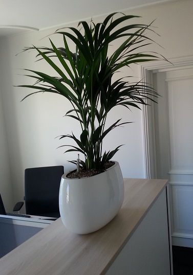 Plant in kantoor