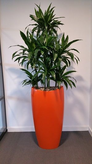 Kantoorbeplanting Dracaena