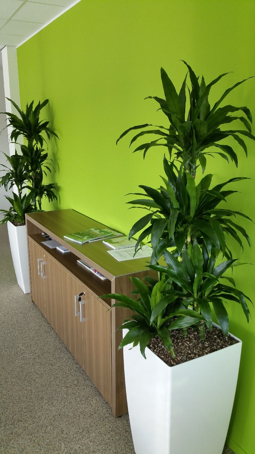 Dracaena kantoorplant