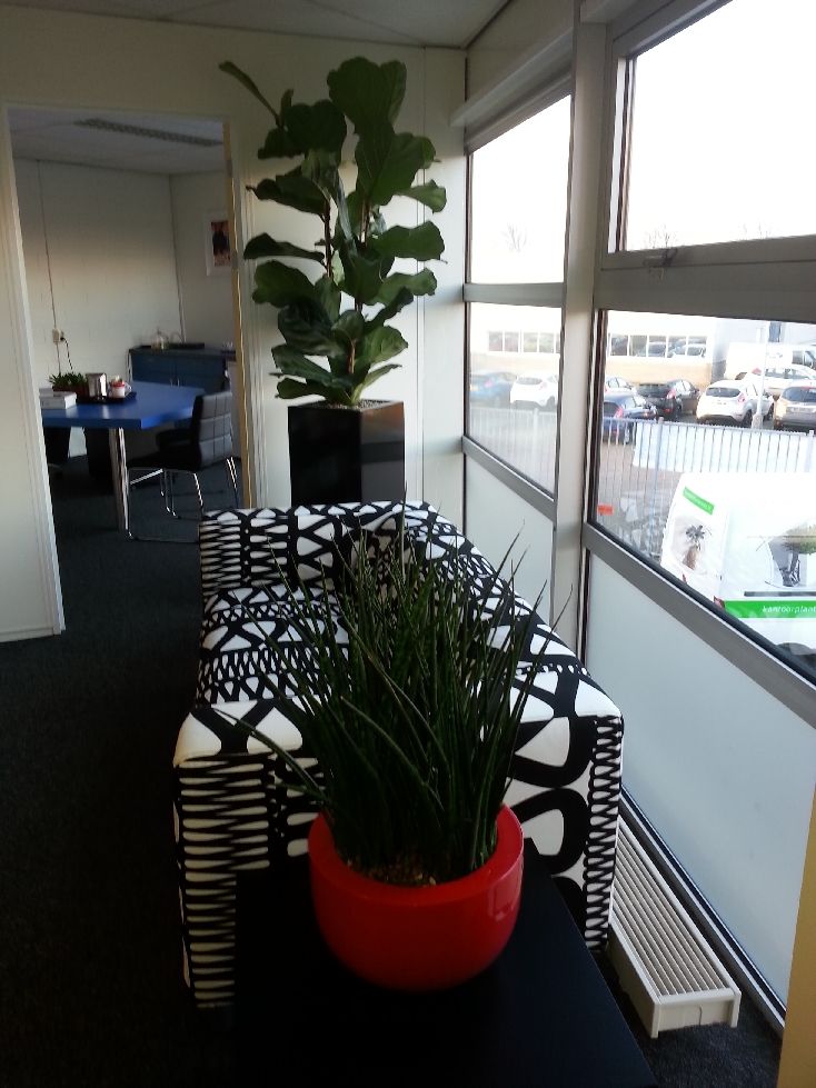 Planten in kantoor