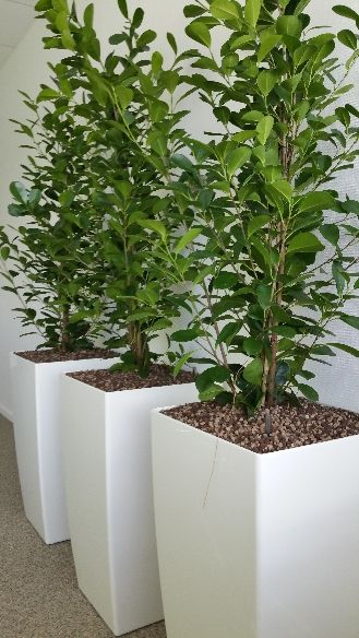 Ficus moclame